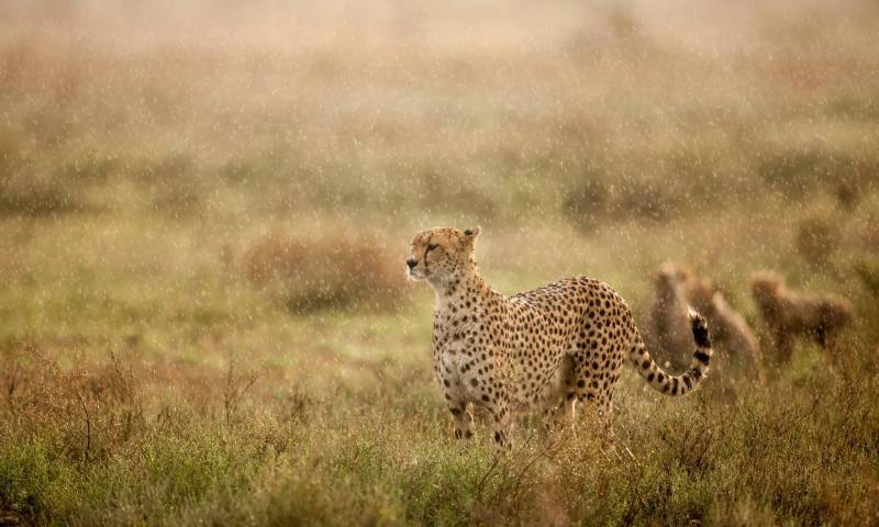 清晨雨中的猎豹，恩杜图平原，恩戈罗恩戈罗保护区，坦桑尼亚