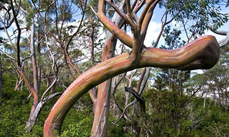 塔斯马尼亚高山黄桉（假少花桉），费尔德山国家公园，塔斯马尼亚州，澳大利亚