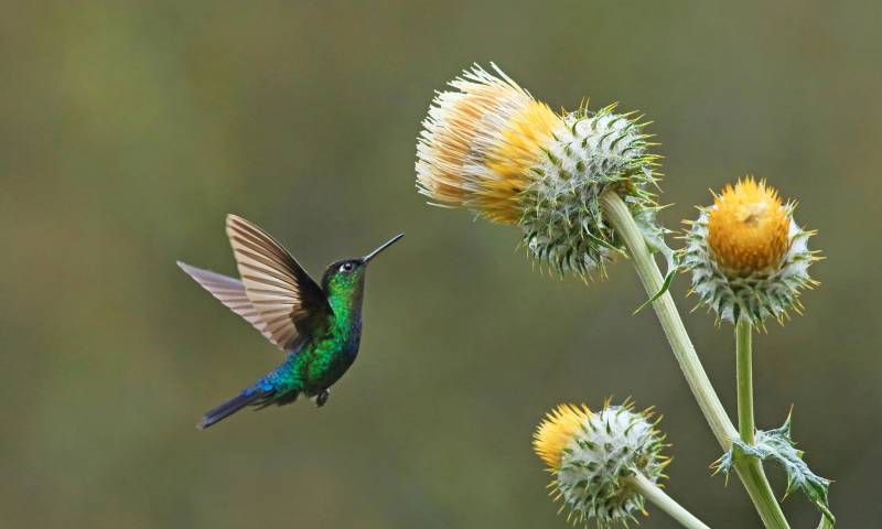 绿顶辉蜂鸟与巨型蓟，穆埃尔特山，哥斯达黎加
