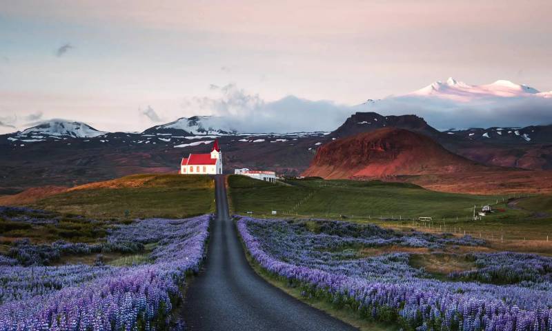 日出时的羽扇豆田和教堂，斯奈山半岛，冰岛