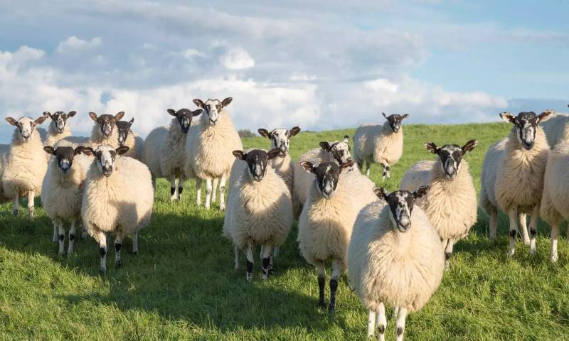 北约克郡的黑面羊羊群，英格兰